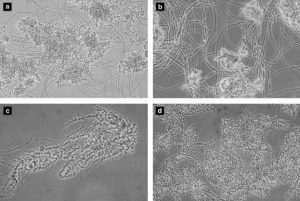 sự trương nở của bùn