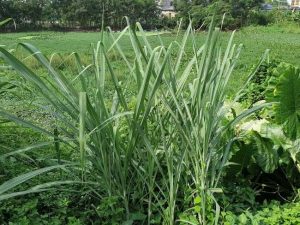 xử lý nước thải bằng thực vật thủy sinh