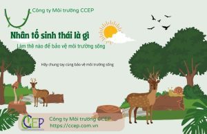 Nhân tố sinh thái là gì? Nhân tố sinh thái vô sinh bao gồm gì? Nhân tố sinh thái là gì? Nhân tố sinh thái vô sinh bao gồm những gì